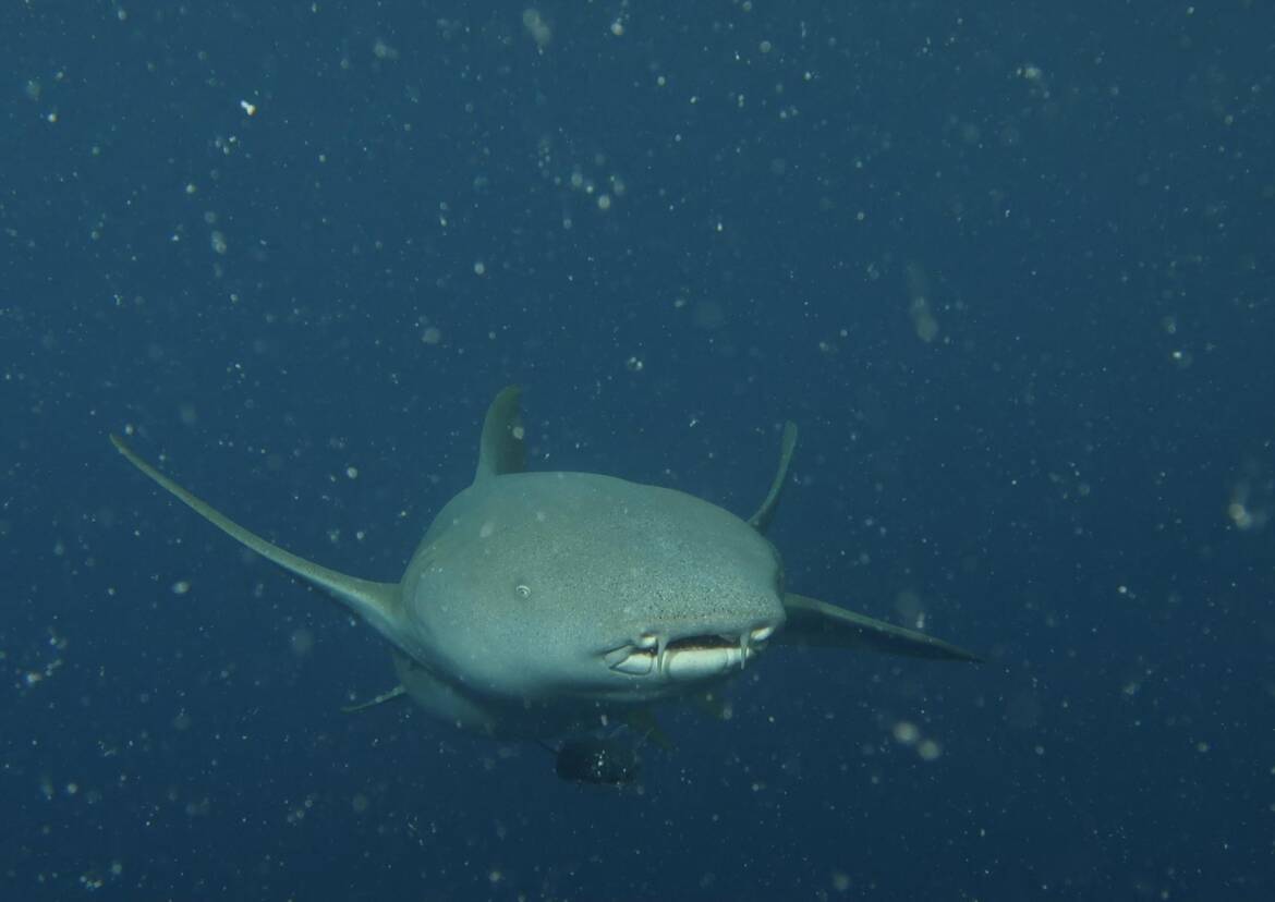 IMG_2895_1695x1200.jpg