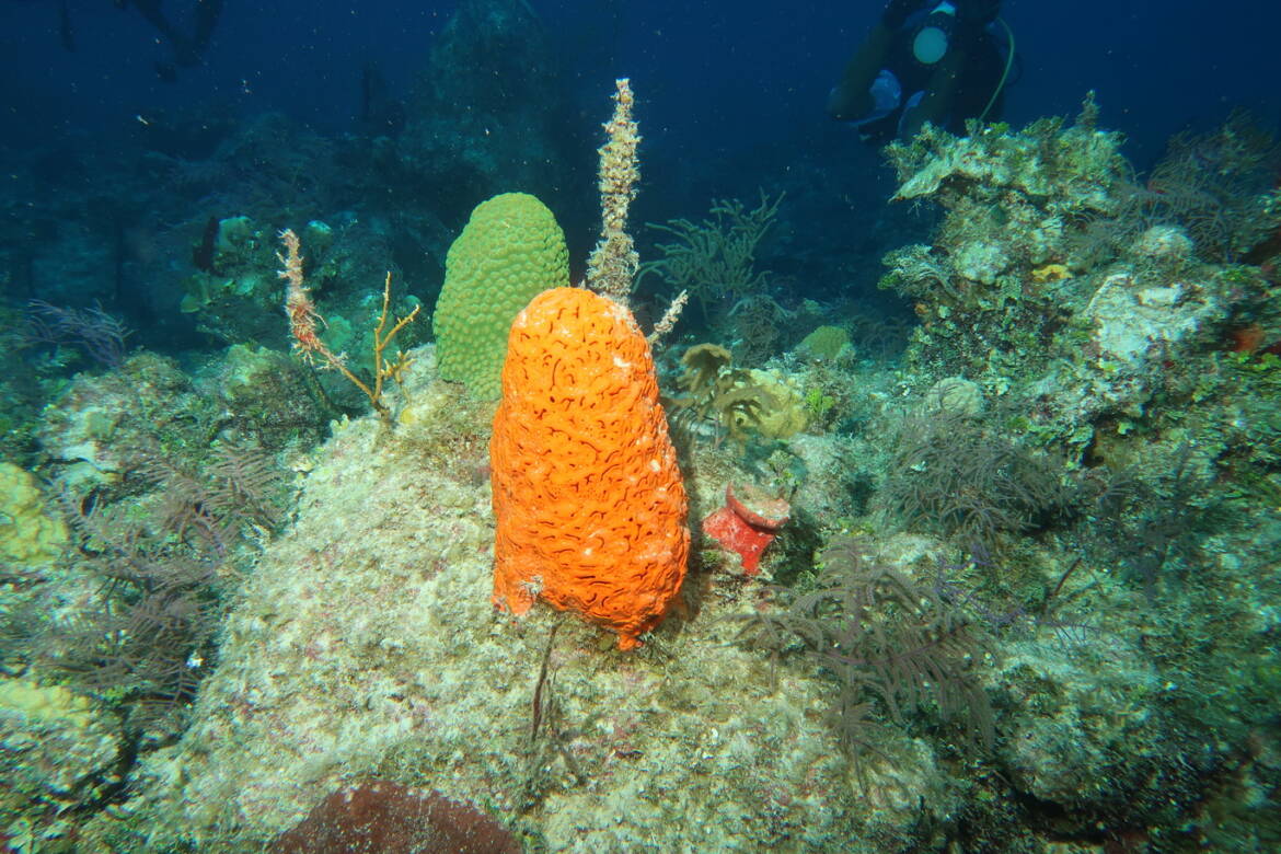 IMG_5366.jpg
